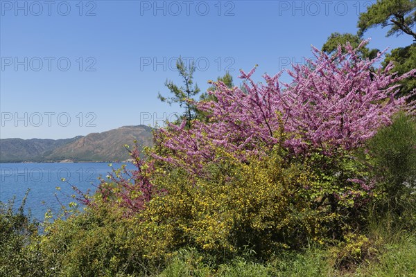 Judas Tree (Cercis siliquastrum)