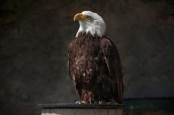 Bald Eagle (Haliaeetus leucocephalus)