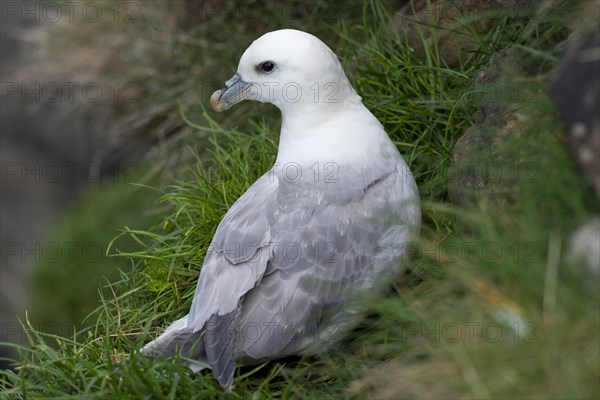 Fulmar (Fulmarus glacialis)