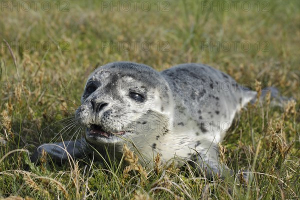 Harbour Seal (Phoca vitulina)