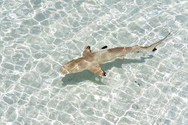 Blacktip Reef Shark (Carcharhinus melanopterus)