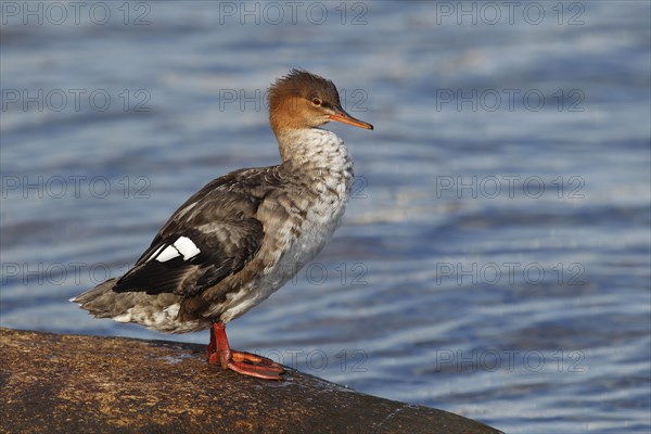 Red-breasted Merganser (Mergus serrator)