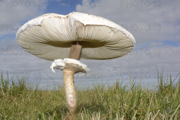 Parasol Mushroom (Macrolepiota procera)