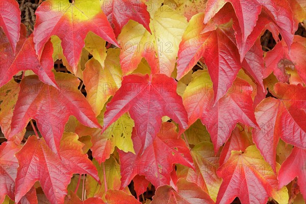 Boston ivy (Parthenocissus tricuspidata)