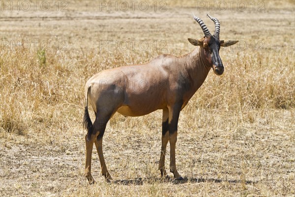 Hartebeest (Alcelaphus buselaphus)