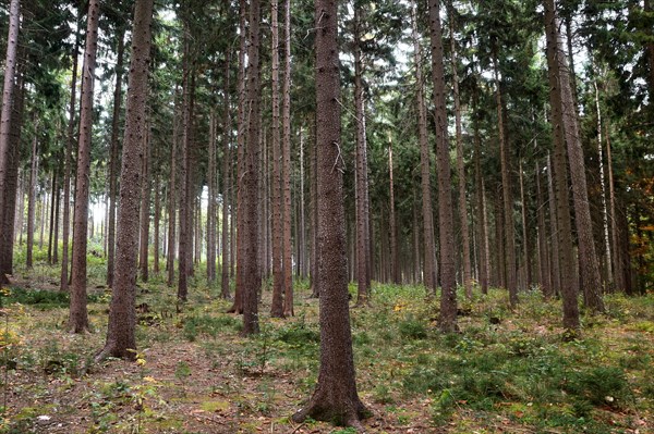 Monoculture of spruce trees (Picea abies)