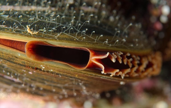 (Crenomytilus grayanus) mussel