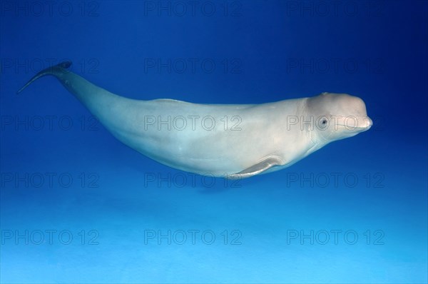 Beluga