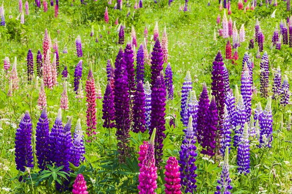 Narrow-leaved lupins (Lupinus angustifolius)