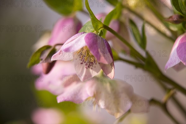 Christmas Rose or Black Hellebore (Helleborus niger)