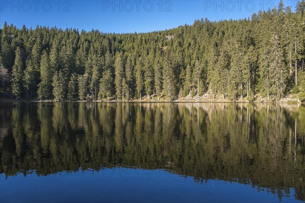 Reflection of the forest in Mummelsee Lake