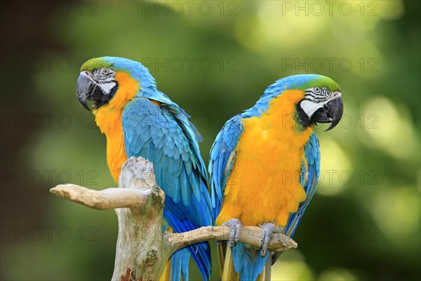 Blue and Yellow Macaws (Ara ararauna)