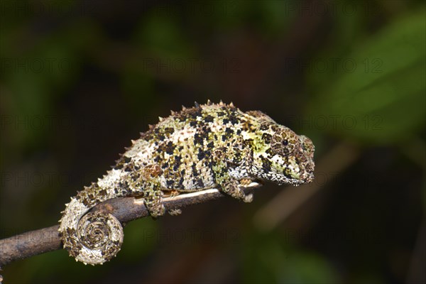 Short-horned Chameleon (Calumma brevicorne)