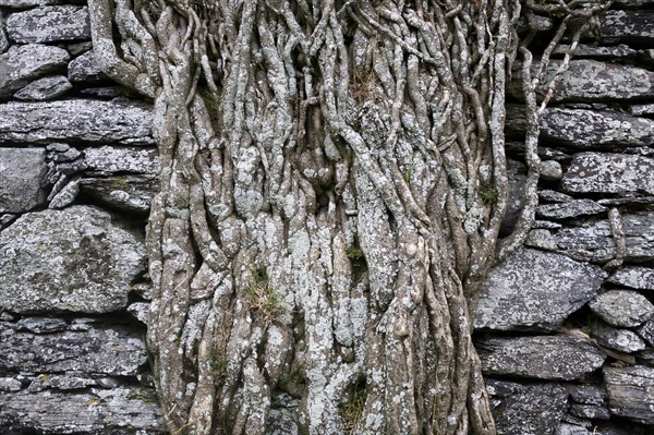 Old brick wall overgrown with ivy roots on Ballycarbery Castle