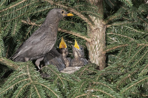 Blackbird (Turdus merula)