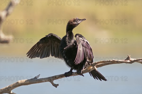 Pygmy Cormorant (Phalacrocorax pygmeus) drying its feathers