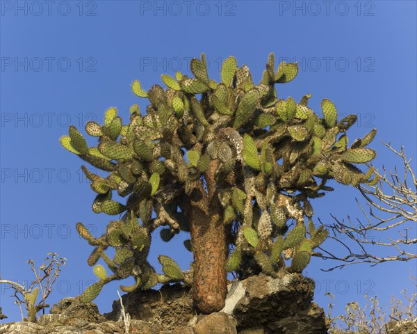 Galapagos Prickly Pear (Opuntia echios)