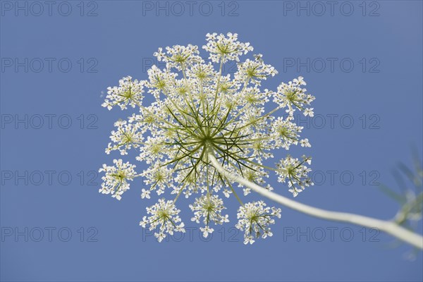 Wild carrot (Daucus carota)