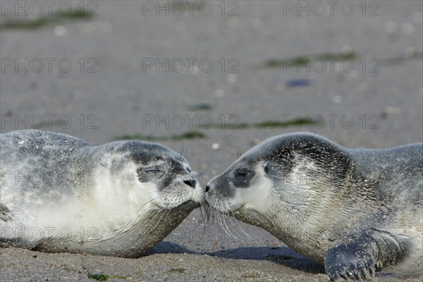 Harbour Seals (Phoca vitulina)