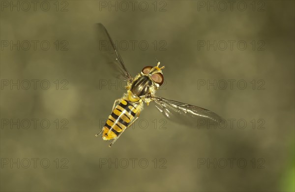 Marmalade Hoverfly (Episyrphus balteatus)