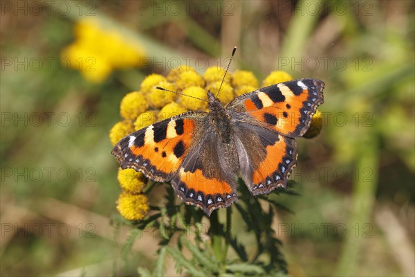 Small Tortoiseshell (Aglais urticae) butterfly with open wings