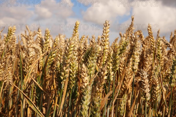 Wheat field ready to harvest