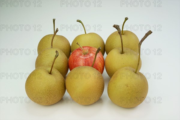 One Braeburn apple amidst Nashi pears