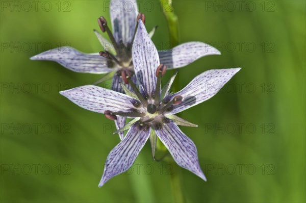 Felwort (Swertia perennis)