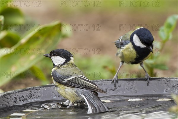 Great Tits (Parus major)