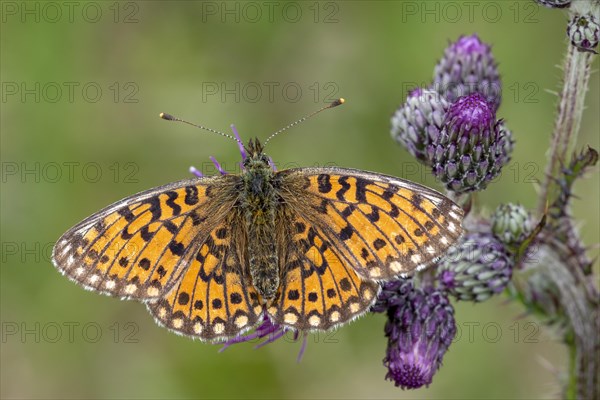 Ocellate bog fritillary (Boloria eunomia) sitting on a thistle