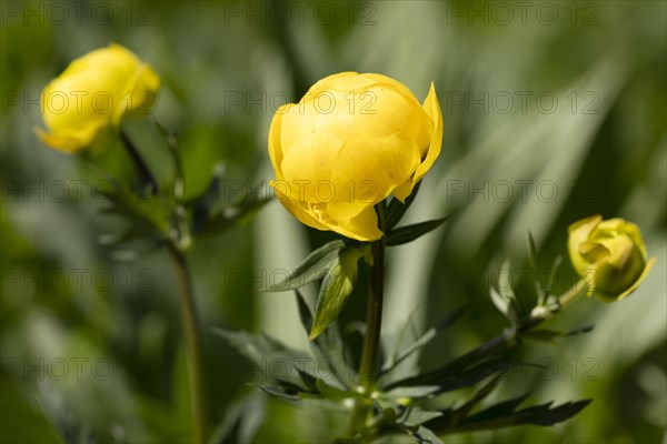 Globeflower (Trollius europaeus)