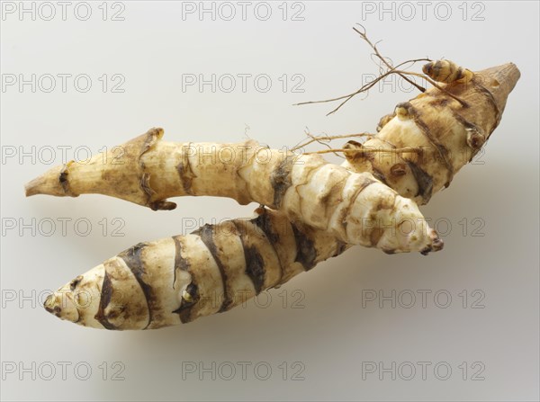 Jerusalem Artichokes (Helianthus tuberosus)