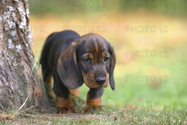 Roughhaired dachshund (Canis lupus familiaris) Puppy