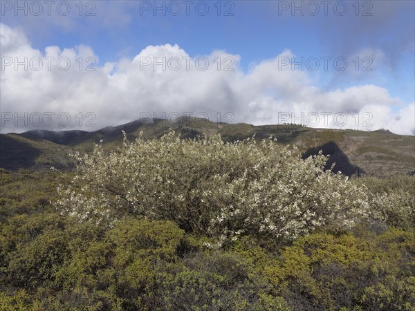 Lucerne Tree or Tagasaste (Chamaecytisus proliferus)