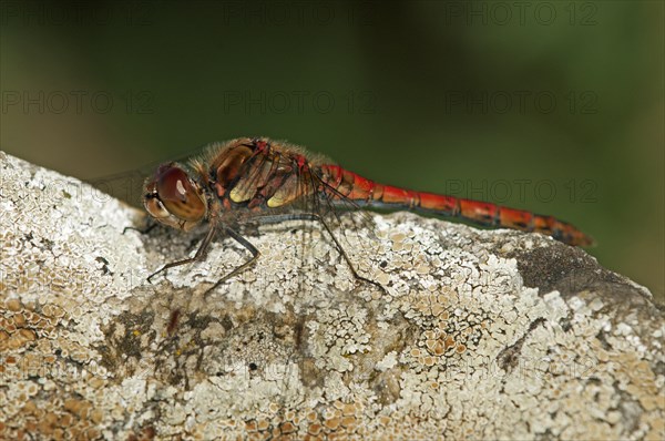 Ruddy Darter (Sympetrum sanguineum)