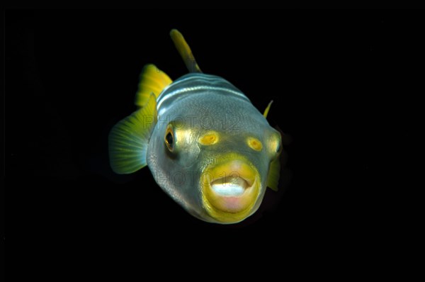 Striped puffer (Takifugu xanthopterus)