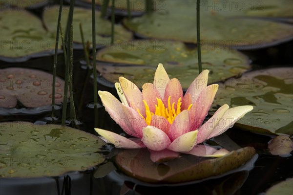 Water lily (Nymphaea sp.)