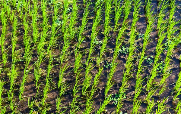 Rice (Oryza sativa) in a rice field