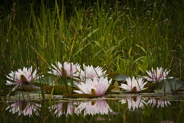 Water lilies (Nymphaea sp.)