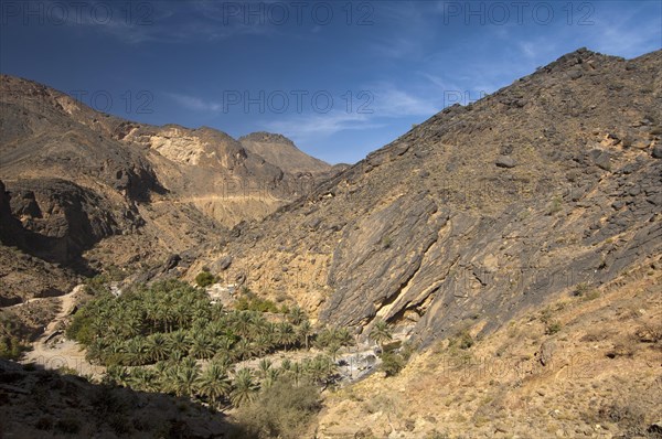 Oasis with date palms in Wadi Haat