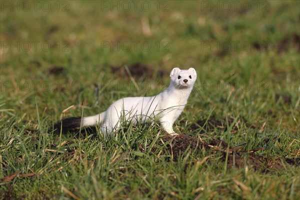 Stoat or Ermine (Mustela erminea) with white winter fur