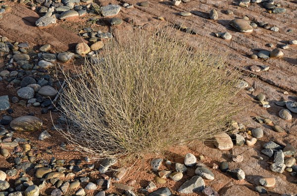 Broom Snakeweed (Guitierrezia sarothrea)