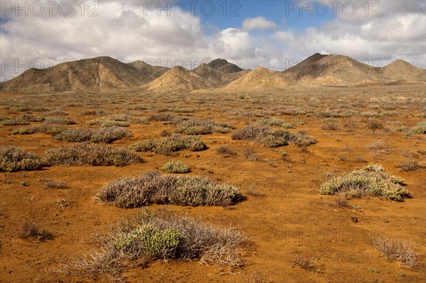 Succulent vegetation on rust-red laterite soil in a winter rainfall desert ecosystem