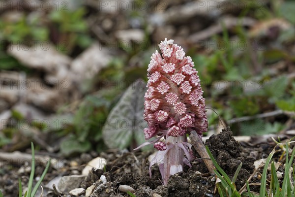 Butterbur or Sweet Coltsfoot (Petasites paradoxus)