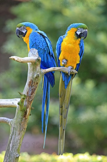 Blue and Yellow Macaws (Ara ararauna)