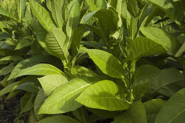 Tobacco plants (Nicotiana tabacum)
