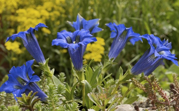 Gentian (Gentiana clusii) in a rock garden