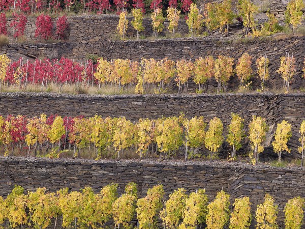 Vines growing on terraced vineyards in autumn