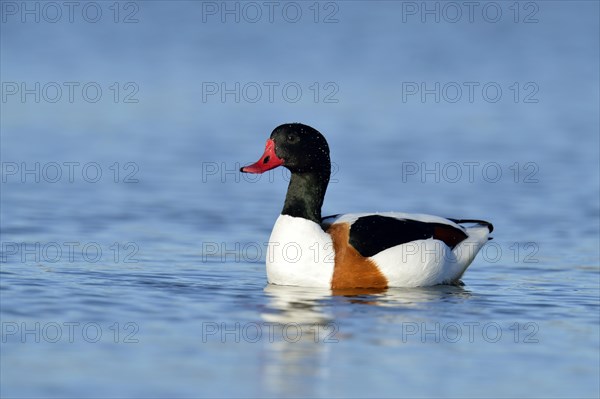 Common Shelduck (Tadorna tadorna)