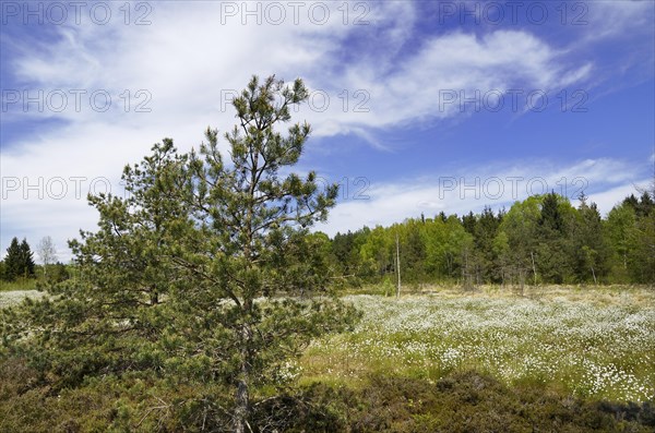 Bog Pine (Pinus uncinata) in a flooded bog with blooming Hare's-tail Cottongrass